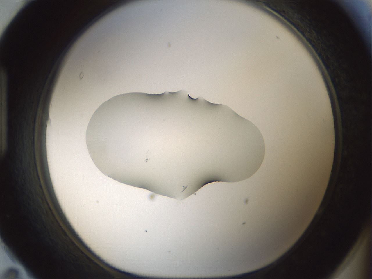 folderID541_plateID1541_batchID6247_wellNum95_profileID1_d1_r99528_ef.jpg