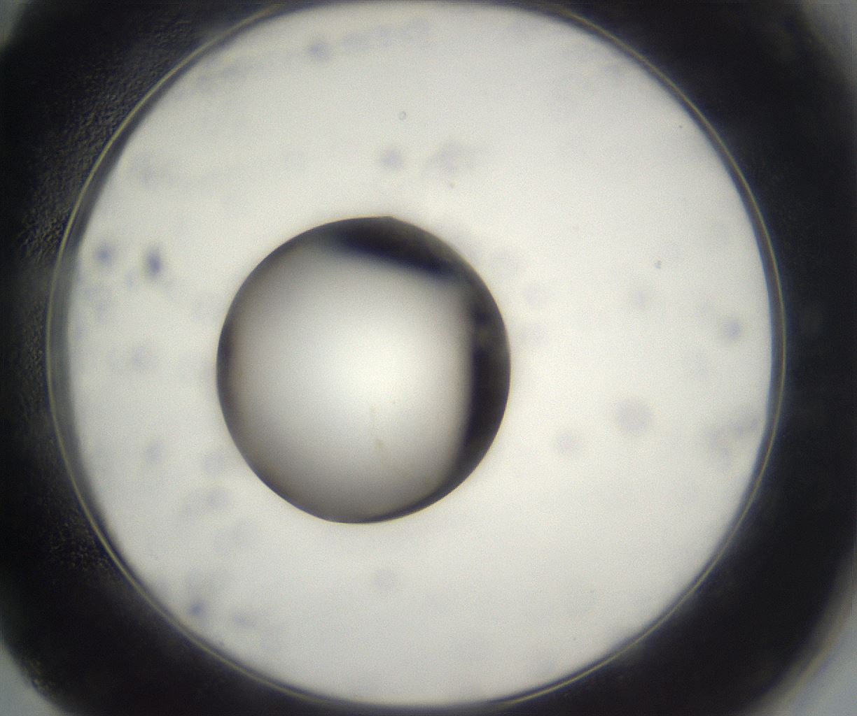 folderID542_plateID2542_batchID12533_wellNum59_profileID1_d2_r194137_ef.jpg