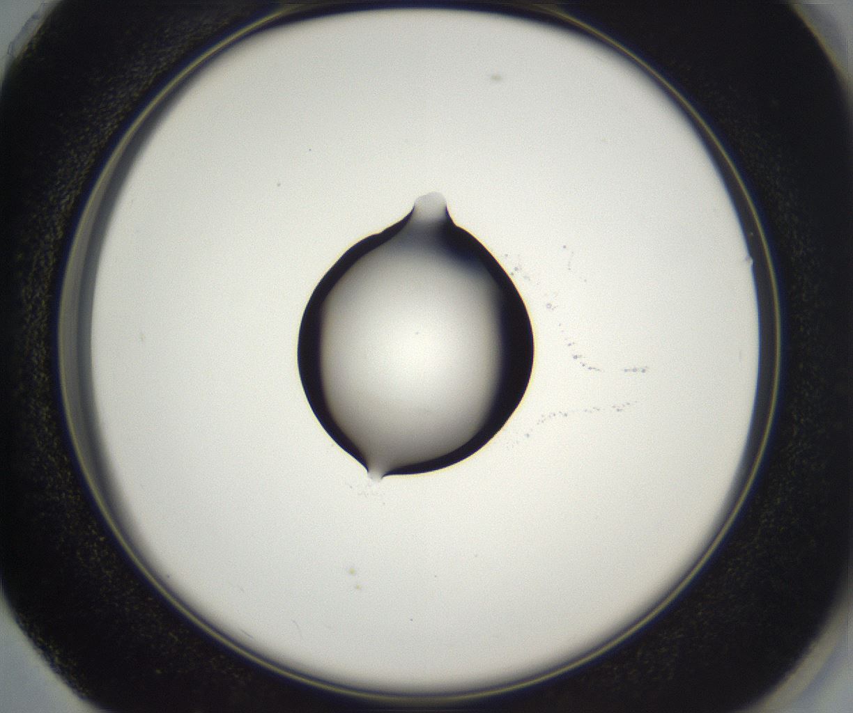 folderID542_plateID2542_batchID12533_wellNum73_profileID1_d2_r194165_ef.jpg