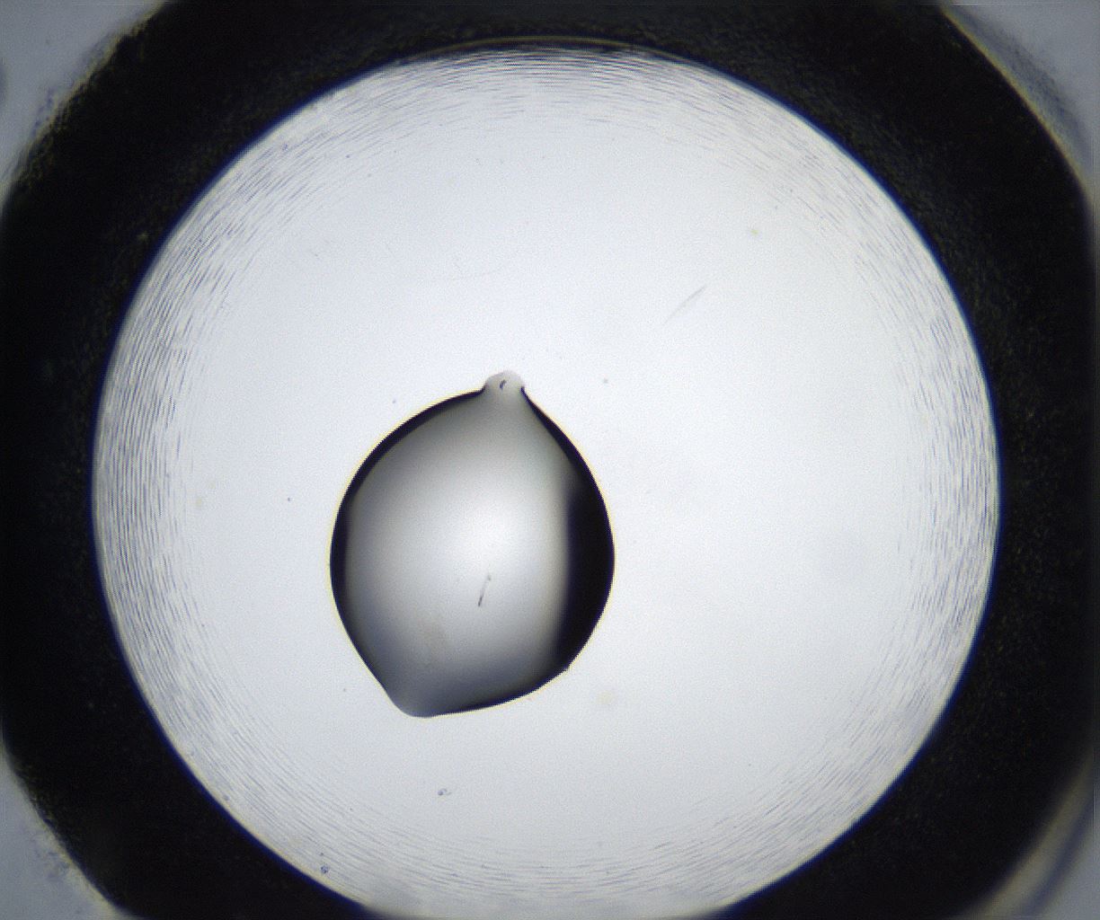 folderID543_plateID2543_batchID12512_wellNum86_profileID1_d2_r193423_ef.jpg
