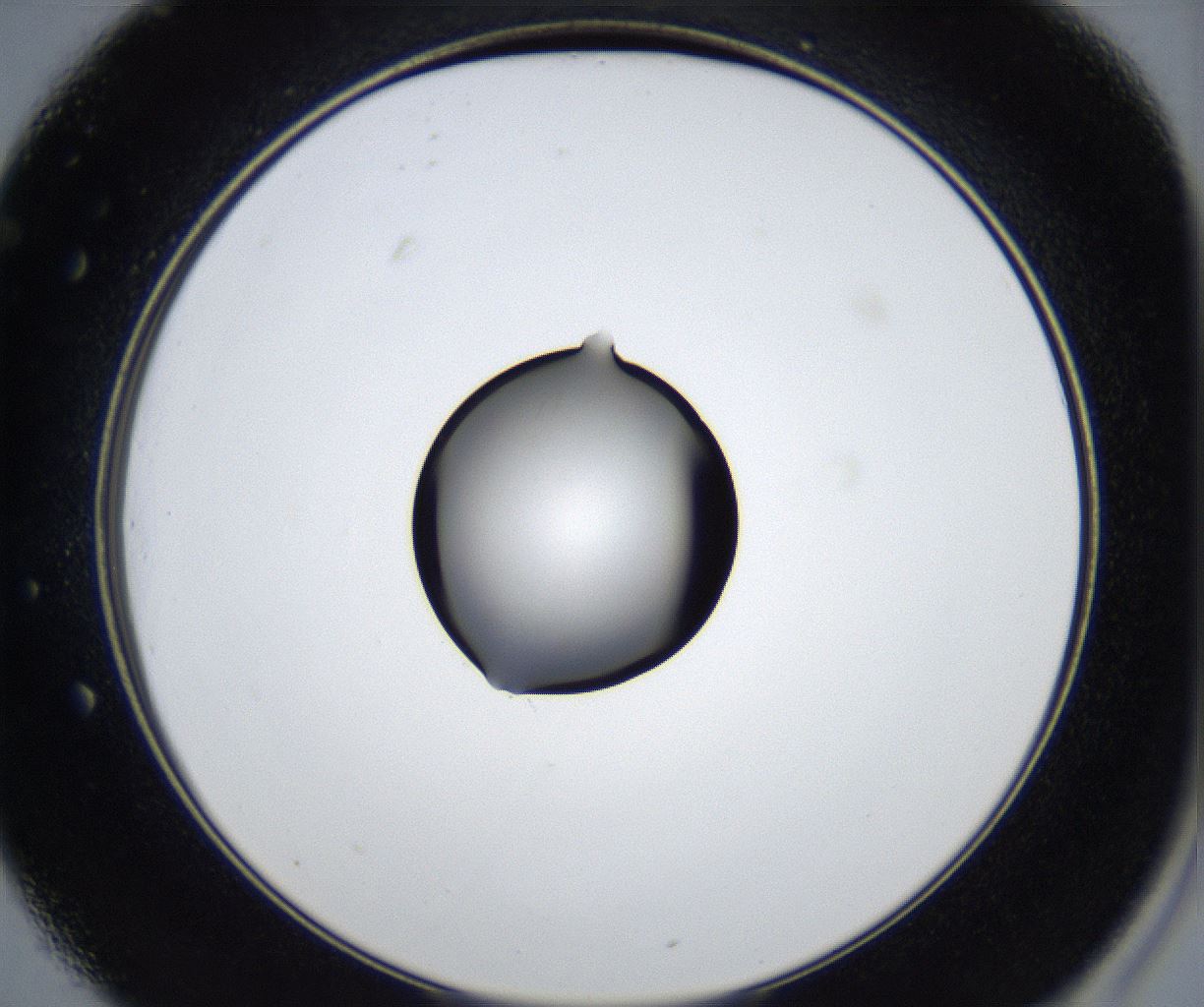 folderID545_plateID2545_batchID12514_wellNum25_profileID1_d2_r193685_ef.jpg