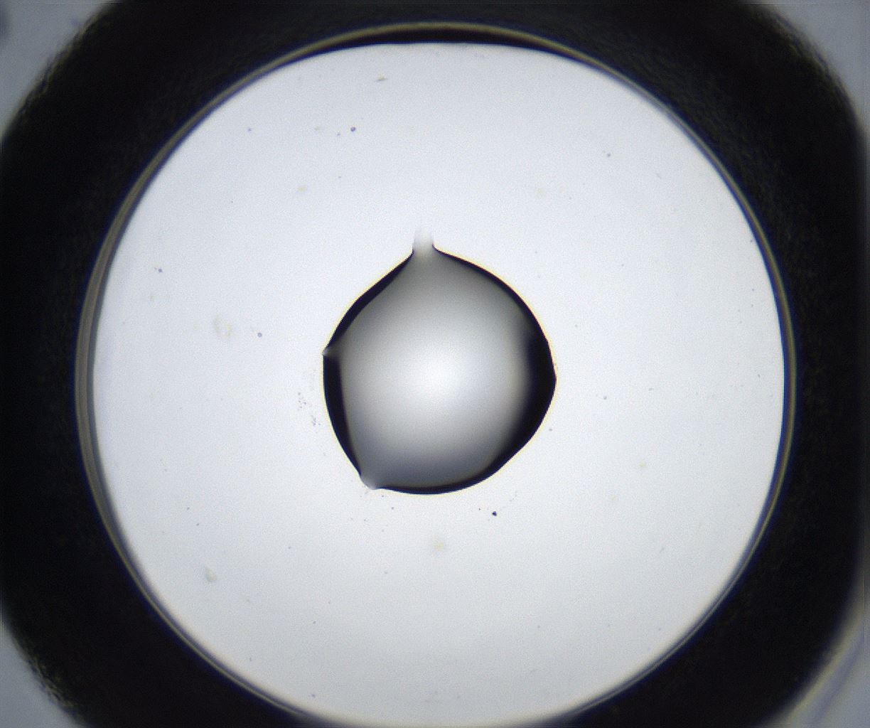 folderID545_plateID2545_batchID12514_wellNum40_profileID1_d2_r193715_ef.jpg