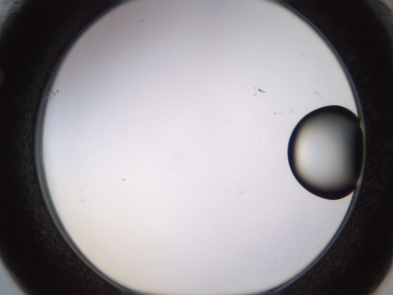 folderID535_plateID1535_batchID6230_wellNum61_profileID1_d1_r98621_ef.jpg