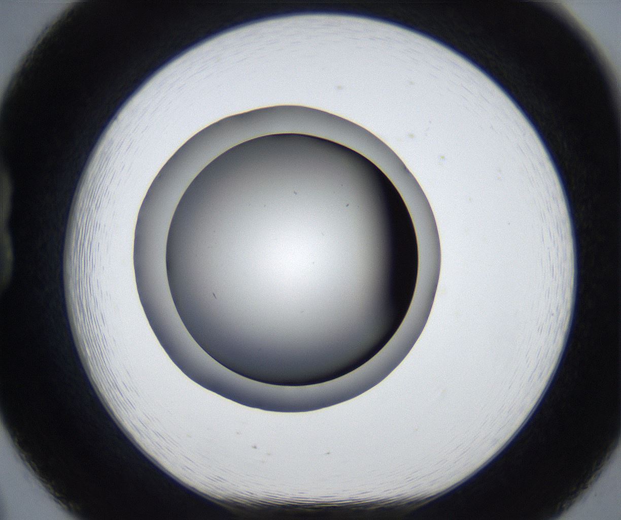 folderID539_plateID2539_batchID12509_wellNum20_profileID1_d1_r192906_ef.jpg