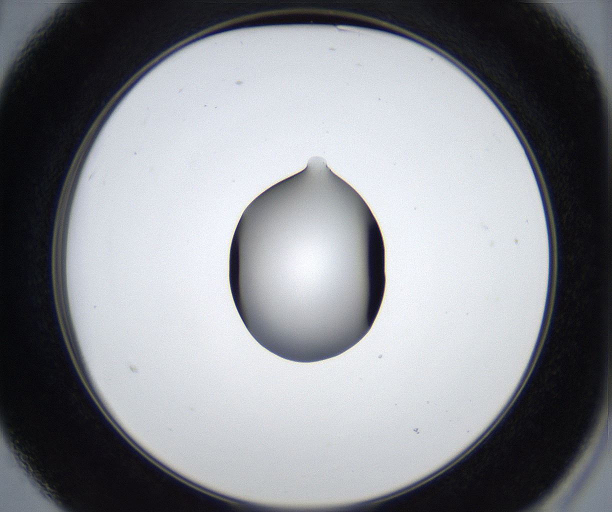 folderID545_plateID2545_batchID12514_wellNum15_profileID1_d2_r193665_ef.jpg