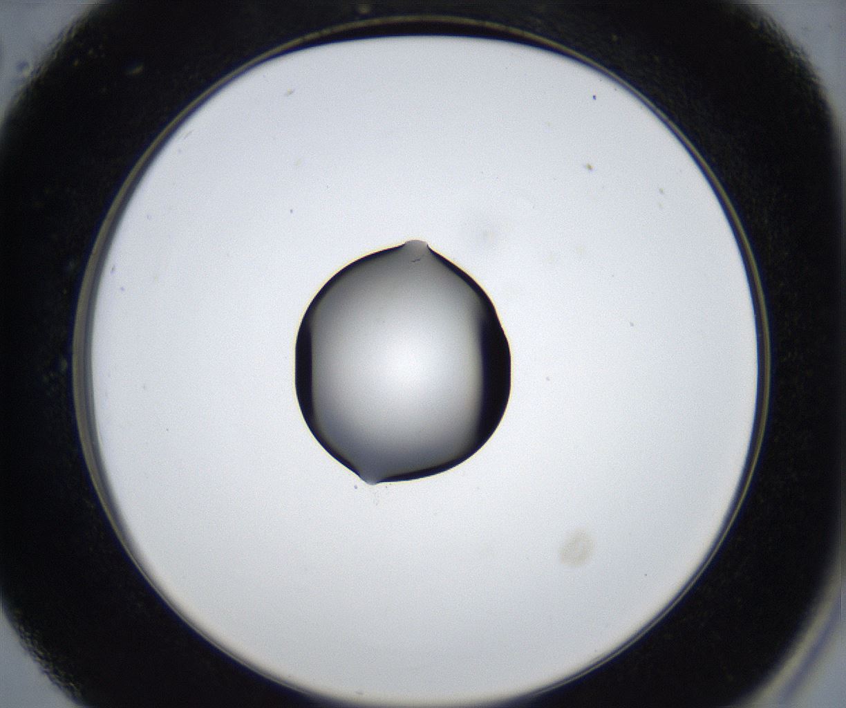 folderID545_plateID2545_batchID12514_wellNum26_profileID1_d2_r193687_ef.jpg