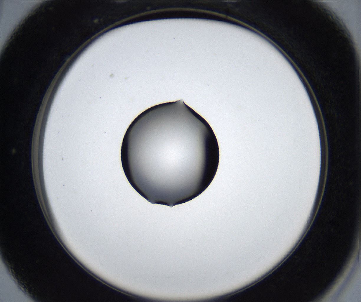 folderID545_plateID2545_batchID12514_wellNum27_profileID1_d2_r193689_ef.jpg