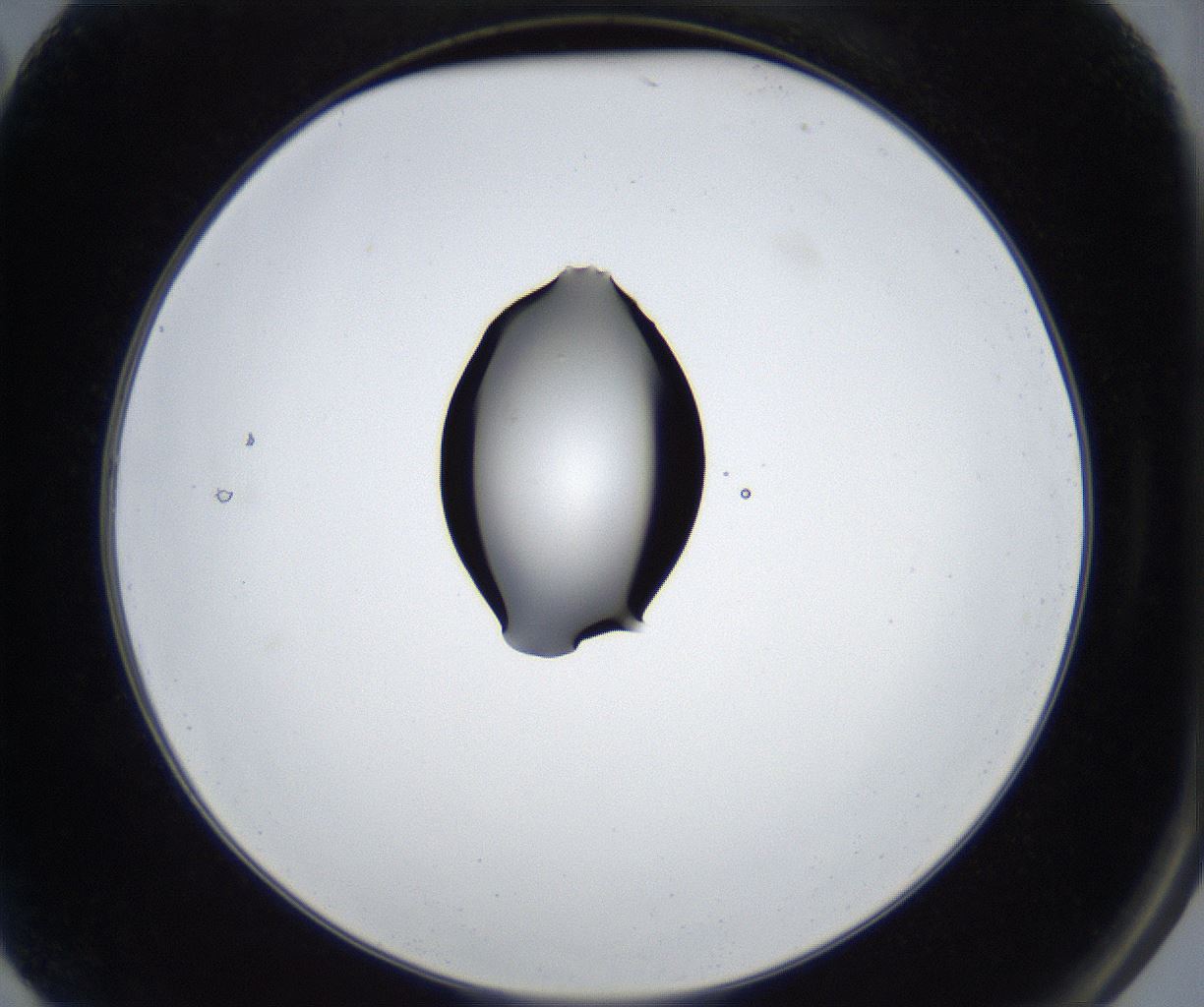 folderID545_plateID2545_batchID12514_wellNum2_profileID1_d2_r193639_ef.jpg