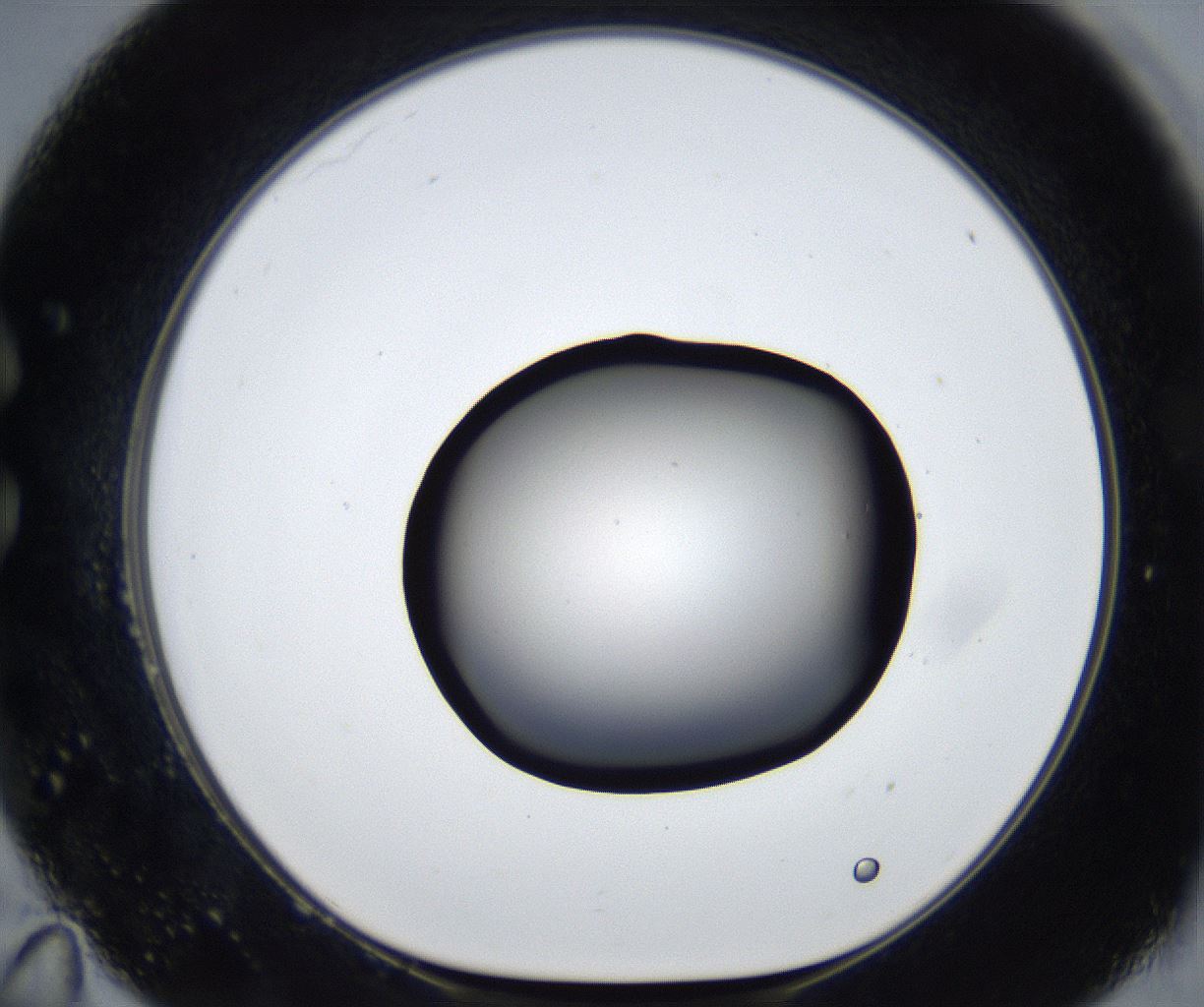 folderID545_plateID2545_batchID12514_wellNum35_profileID1_d1_r193704_ef.jpg