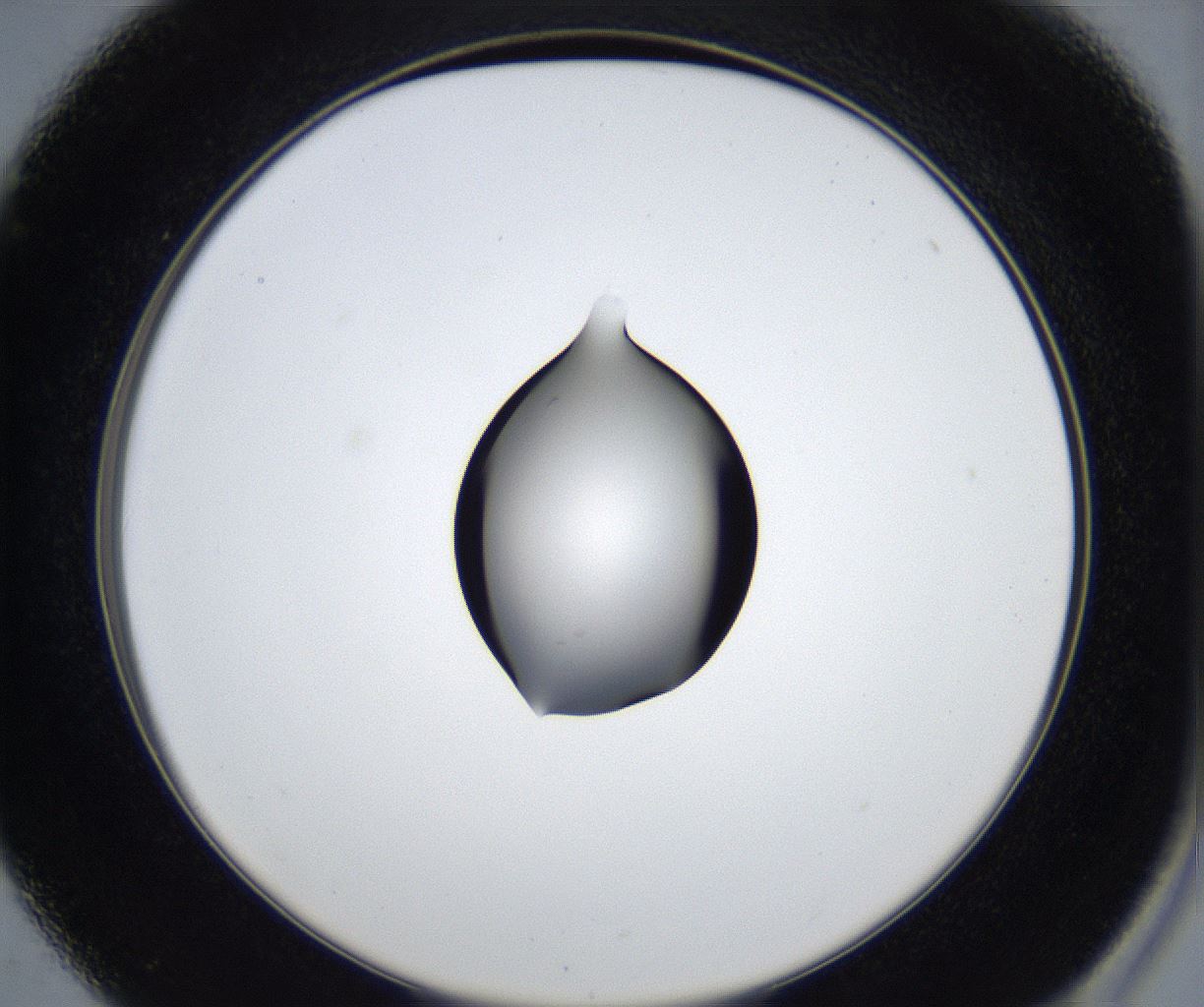 folderID545_plateID2545_batchID12514_wellNum37_profileID1_d2_r193709_ef.jpg