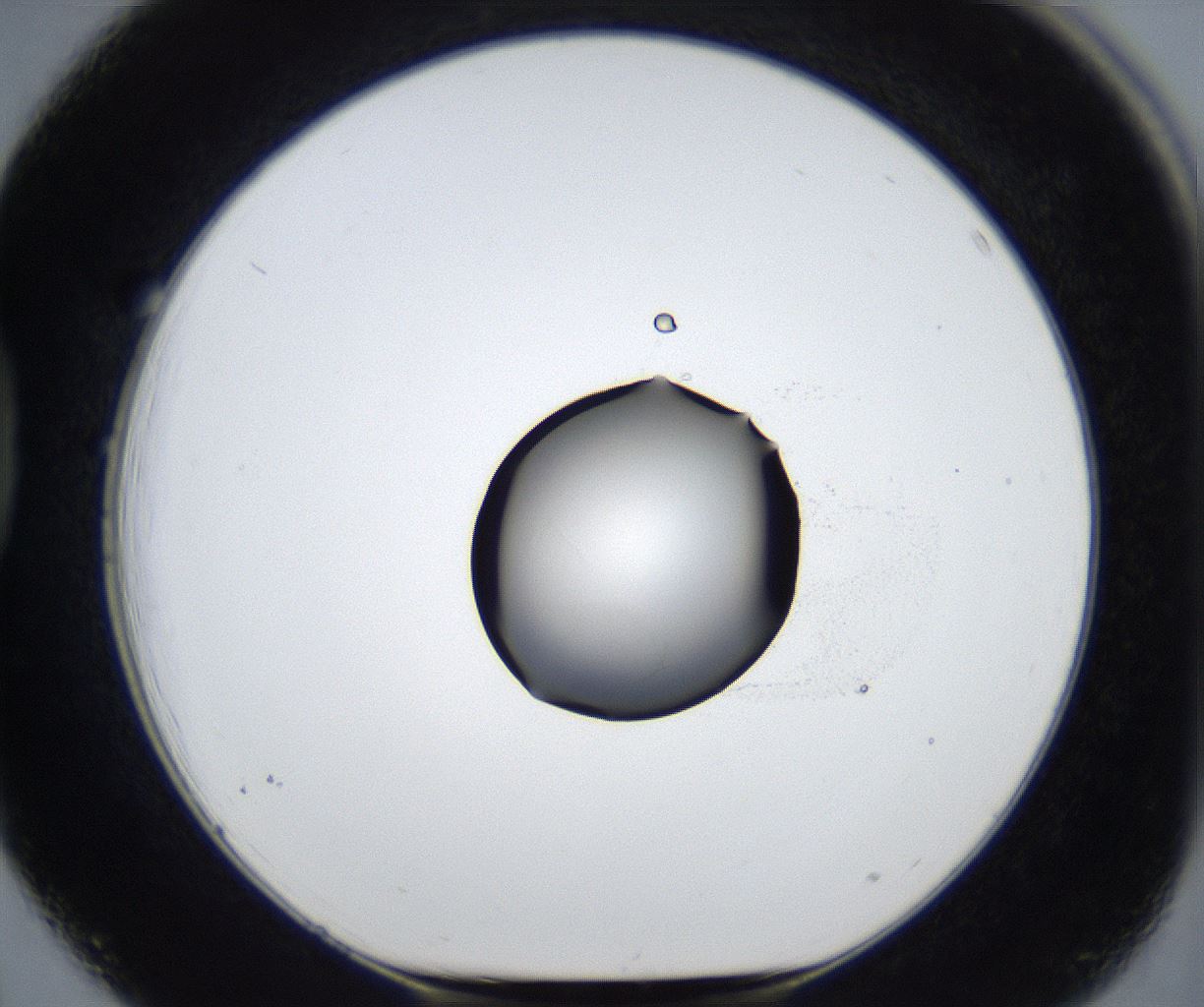 folderID545_plateID2545_batchID12514_wellNum39_profileID1_d1_r193712_ef.jpg