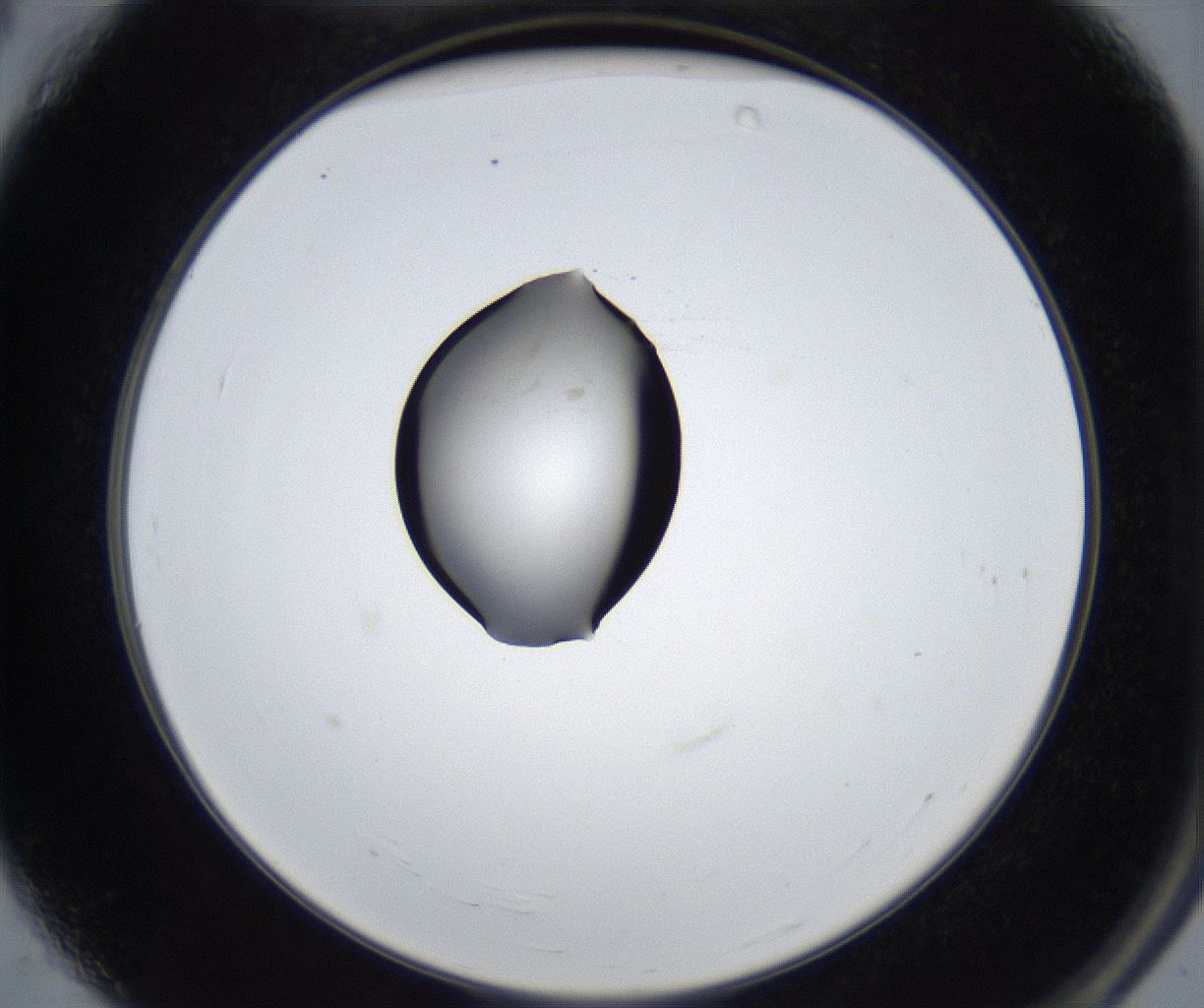 folderID545_plateID2545_batchID12514_wellNum4_profileID1_d2_r193643_ef.jpg