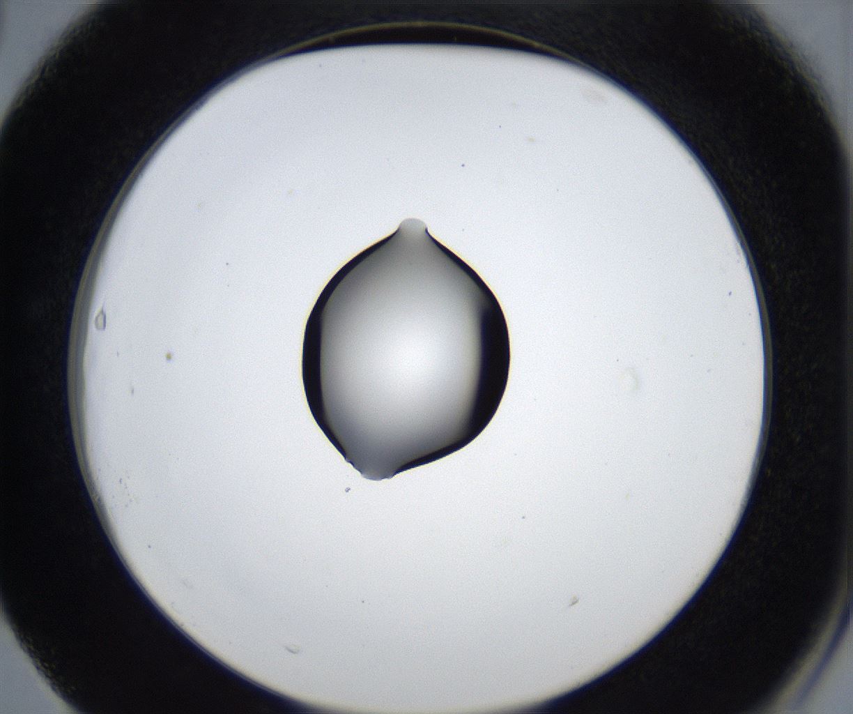 folderID545_plateID2545_batchID12514_wellNum63_profileID1_d2_r193761_ef.jpg