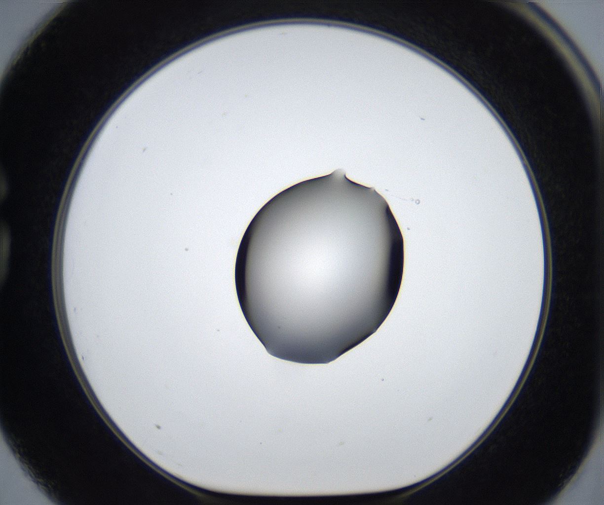 folderID545_plateID2545_batchID12514_wellNum75_profileID1_d1_r193784_ef.jpg