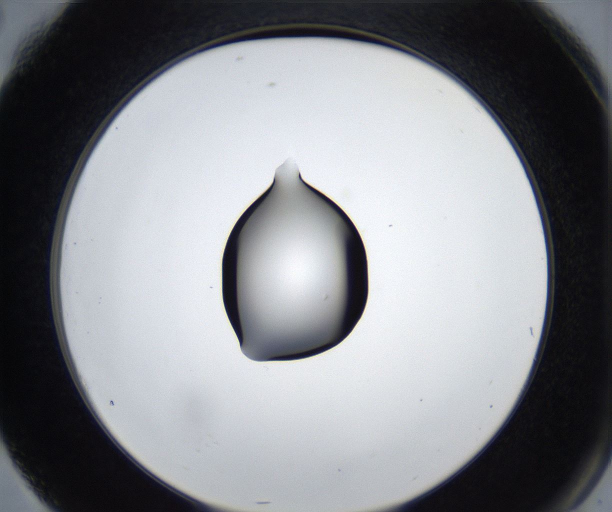 folderID545_plateID2545_batchID12514_wellNum76_profileID1_d2_r193787_ef.jpg