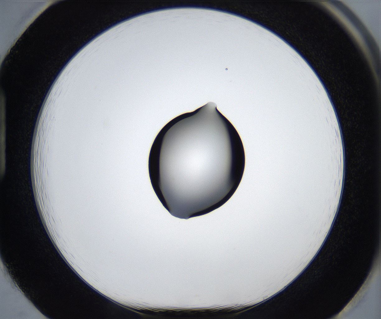 folderID545_plateID2545_batchID12514_wellNum85_profileID1_d1_r193804_ef.jpg