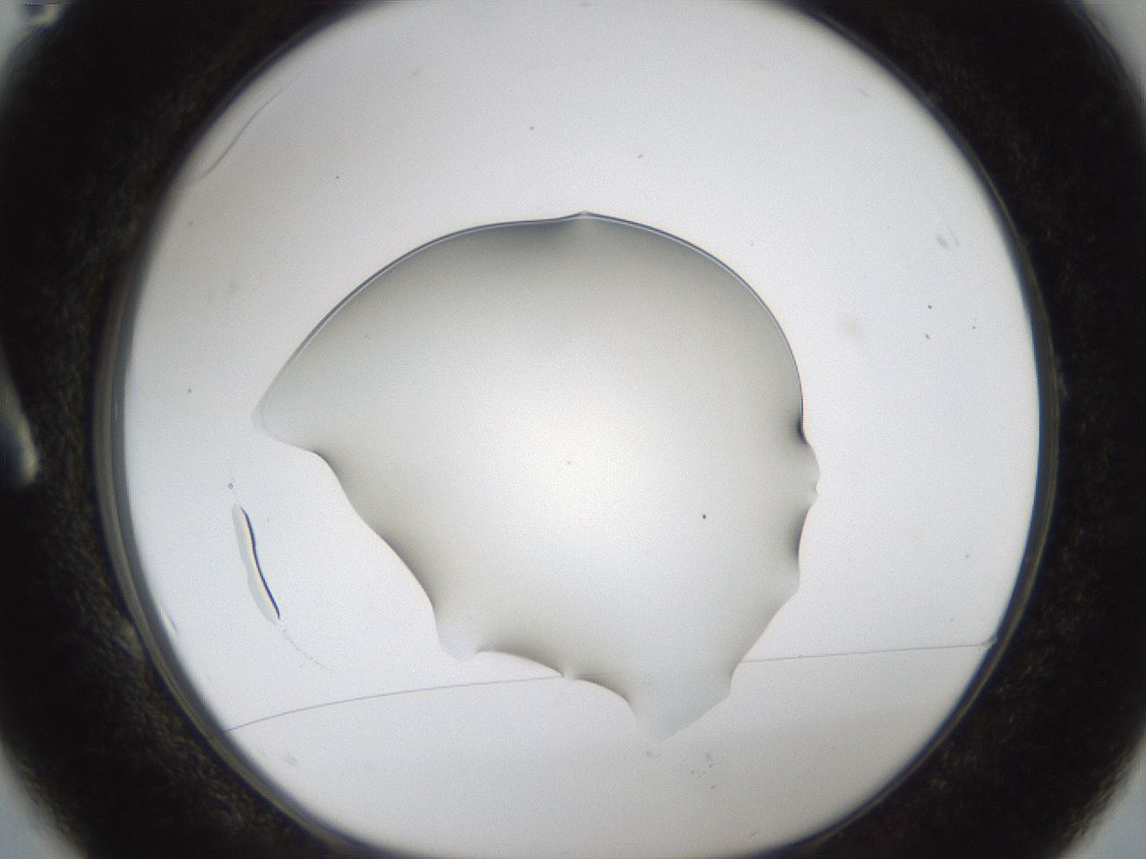 folderID54_plateID1054_batchID2252_wellNum1_profileID1_d1_r47409_ef.jpg