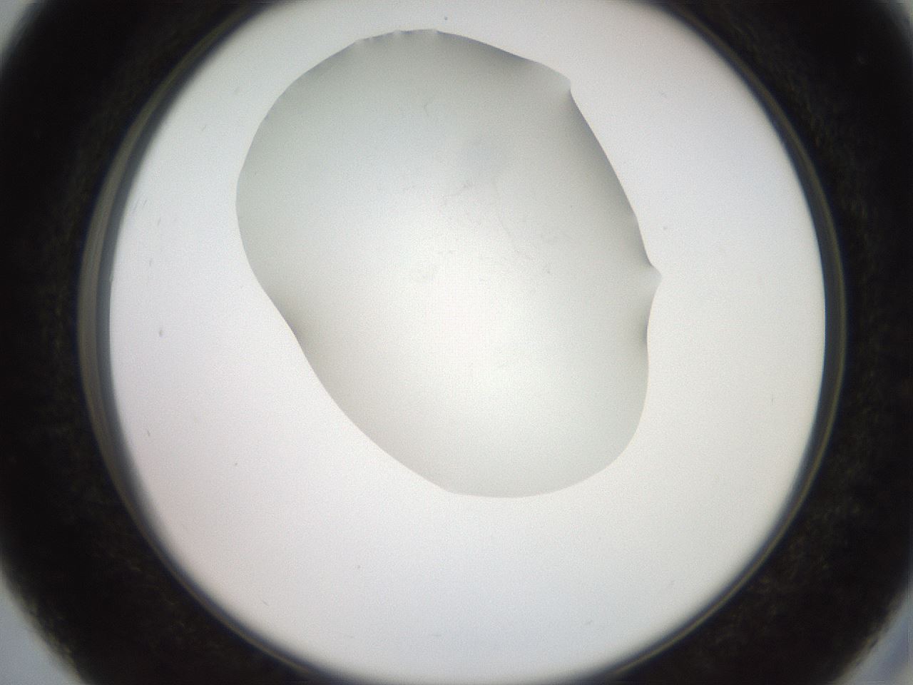 folderID551_plateID2551_batchID12612_wellNum27_profileID1_d2_r194460_ef.jpg