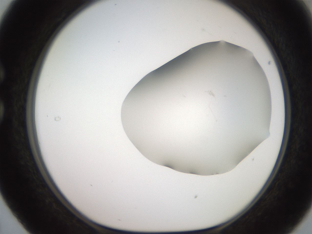 folderID551_plateID2551_batchID12612_wellNum29_profileID1_d1_r194463_ef.jpg