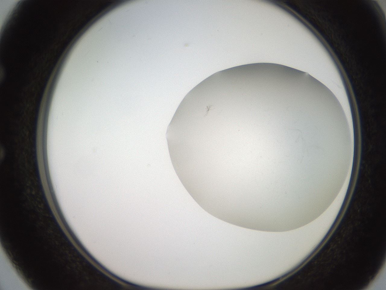 folderID551_plateID2551_batchID12612_wellNum50_profileID1_d1_r194505_ef.jpg