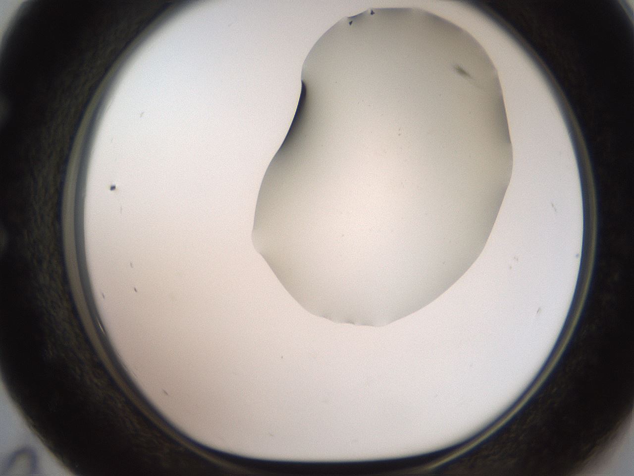 folderID551_plateID2551_batchID12612_wellNum59_profileID1_d1_r194523_ef.jpg