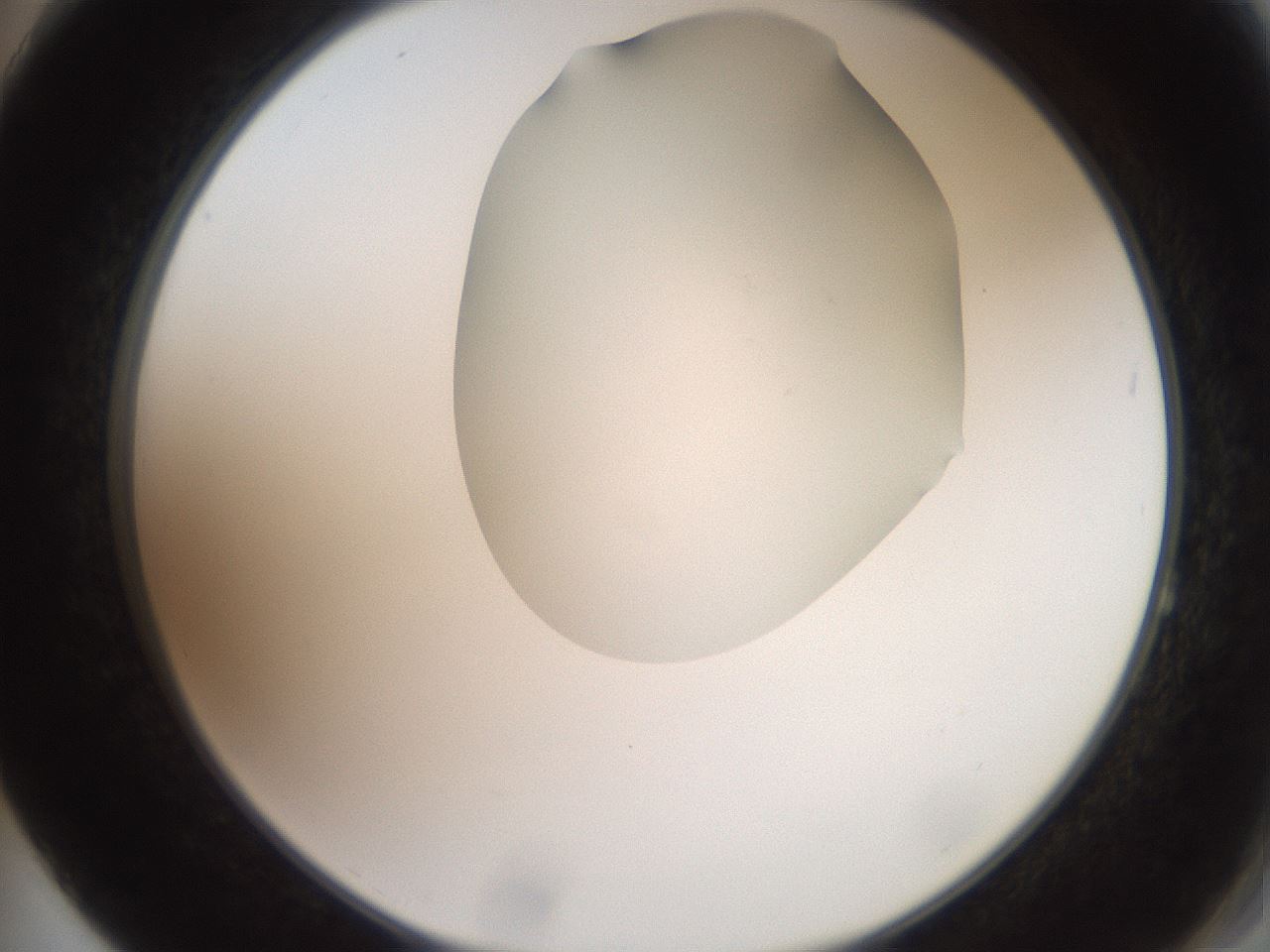 folderID551_plateID2551_batchID12612_wellNum64_profileID1_d2_r194534_ef.jpg