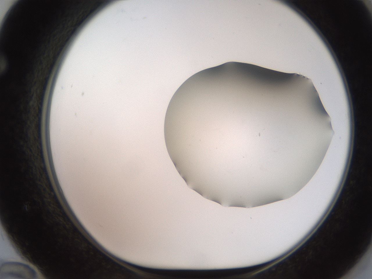 folderID551_plateID2551_batchID12612_wellNum72_profileID1_d1_r194549_ef.jpg