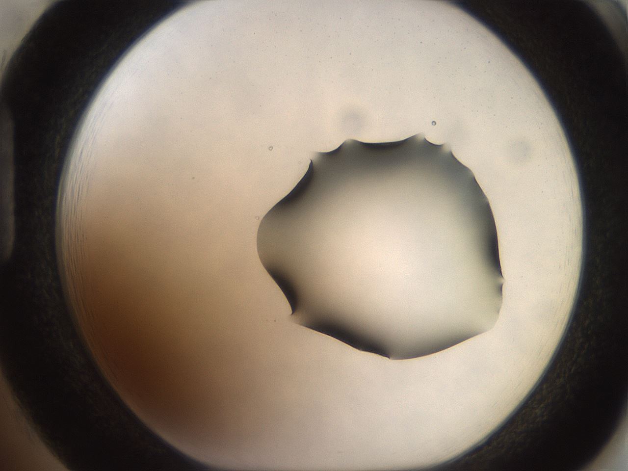 folderID551_plateID2551_batchID12612_wellNum85_profileID1_d1_r194575_ef.jpg