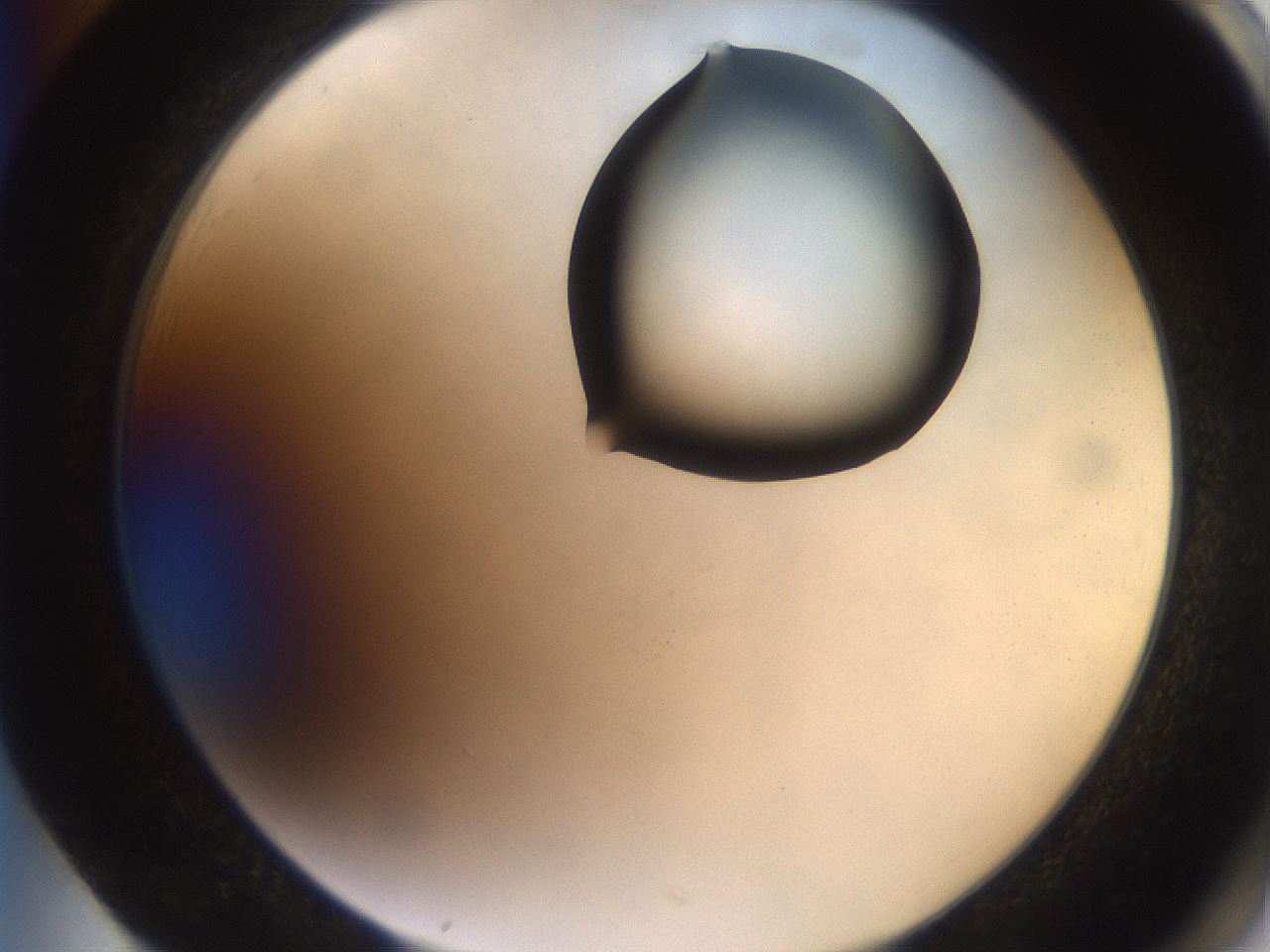 folderID551_plateID2551_batchID12612_wellNum85_profileID1_d2_r194576_ef.jpg