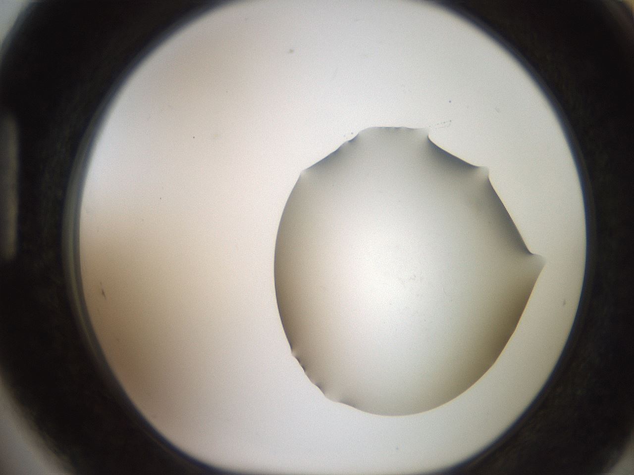 folderID551_plateID2551_batchID12612_wellNum89_profileID1_d1_r194583_ef.jpg