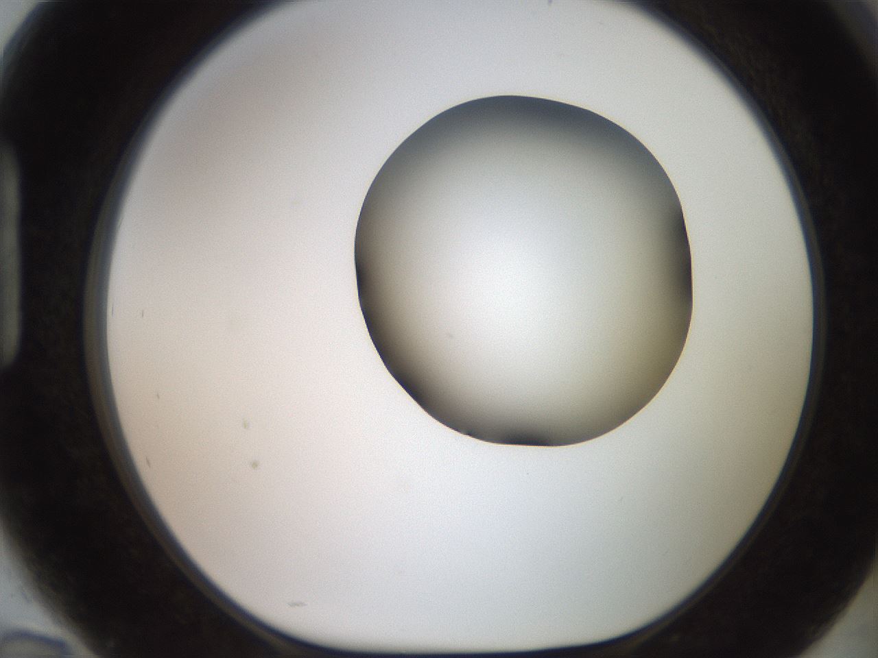 folderID551_plateID2551_batchID12612_wellNum94_profileID1_d1_r194593_ef.jpg