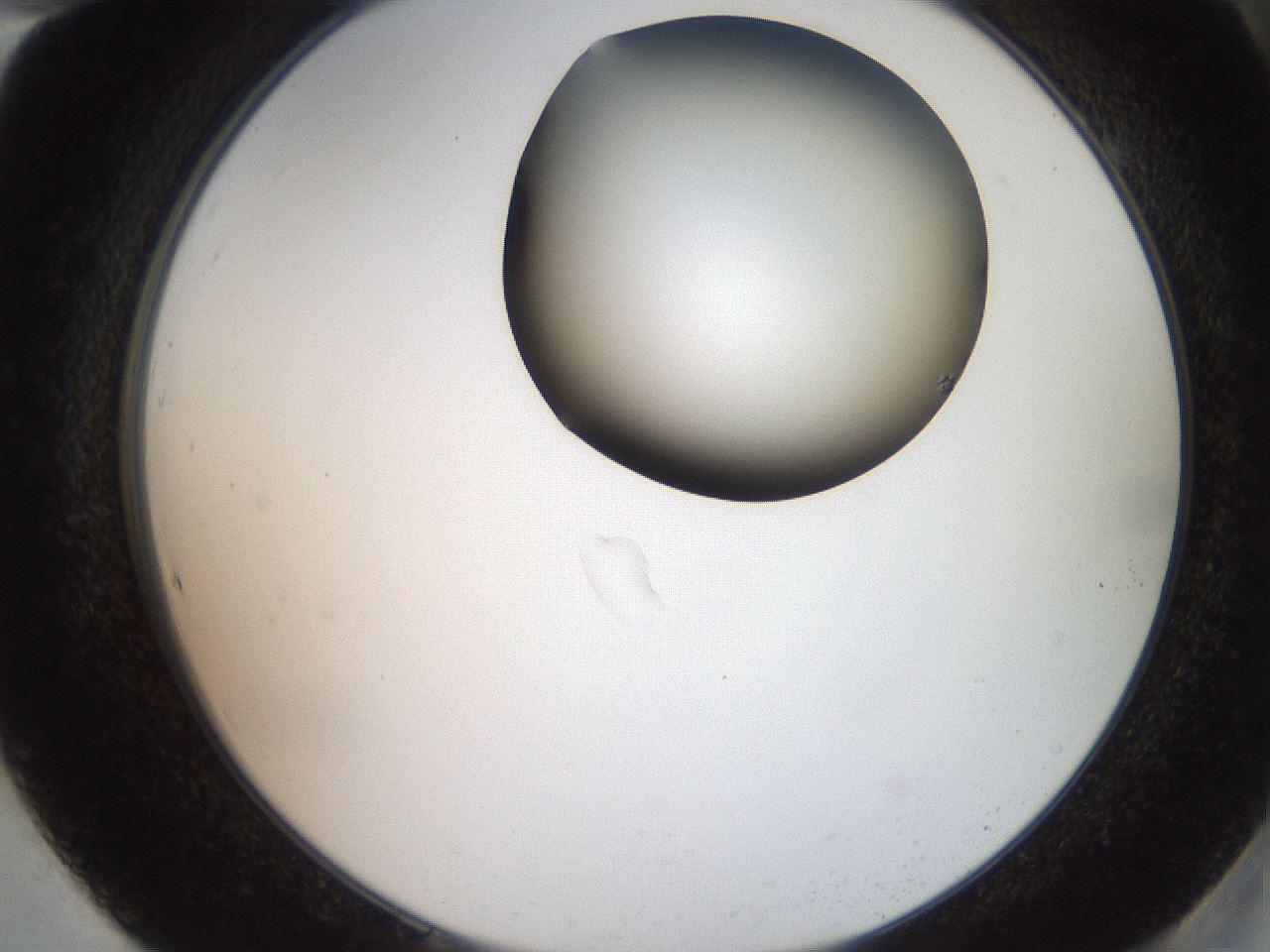 folderID551_plateID2551_batchID12612_wellNum94_profileID1_d2_r194594_ef.jpg