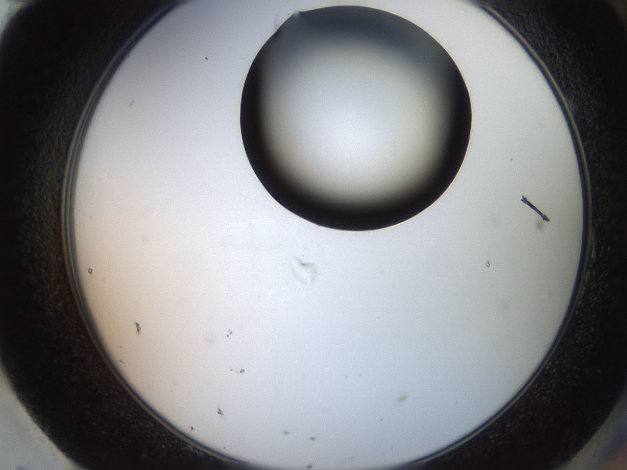 folderID551_plateID2551_batchID12612_wellNum95_profileID1_d2_r194596_ef.jpg