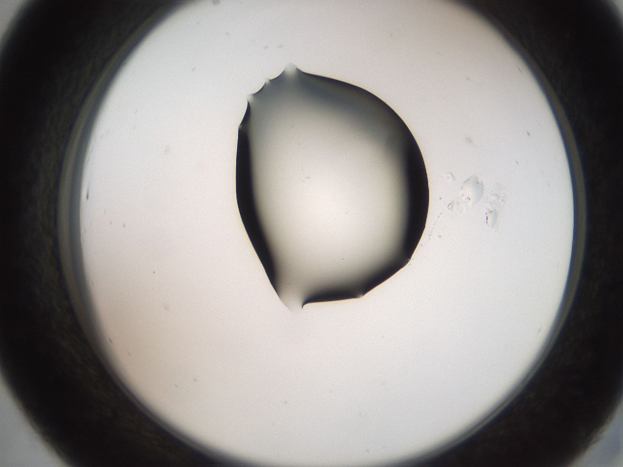 folderID553_plateID2553_batchID12617_wellNum43_profileID1_d2_r194684_ef.jpg