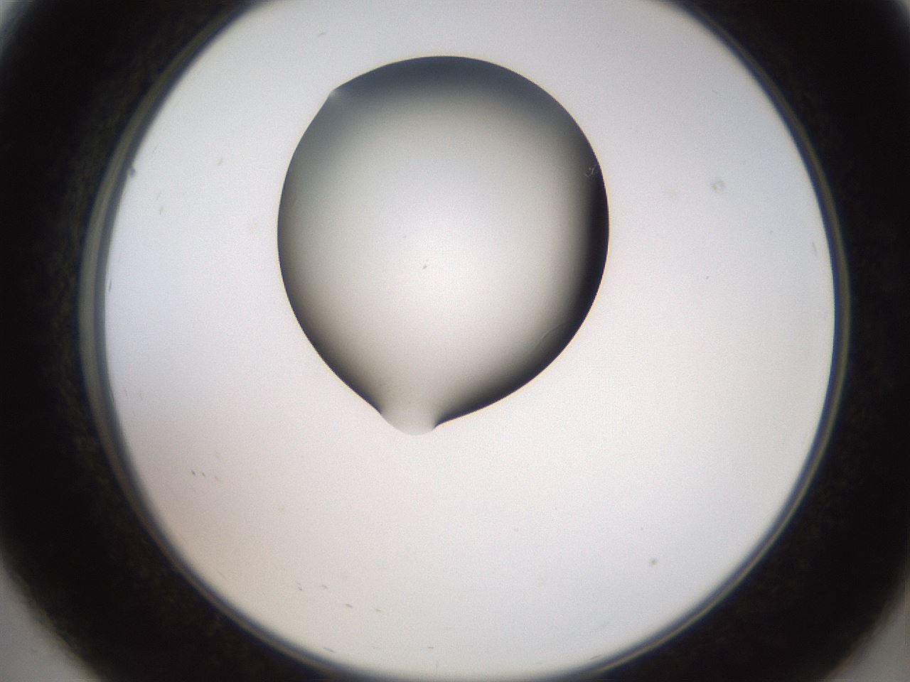 folderID553_plateID2553_batchID12617_wellNum8_profileID1_d2_r194614_ef.jpg