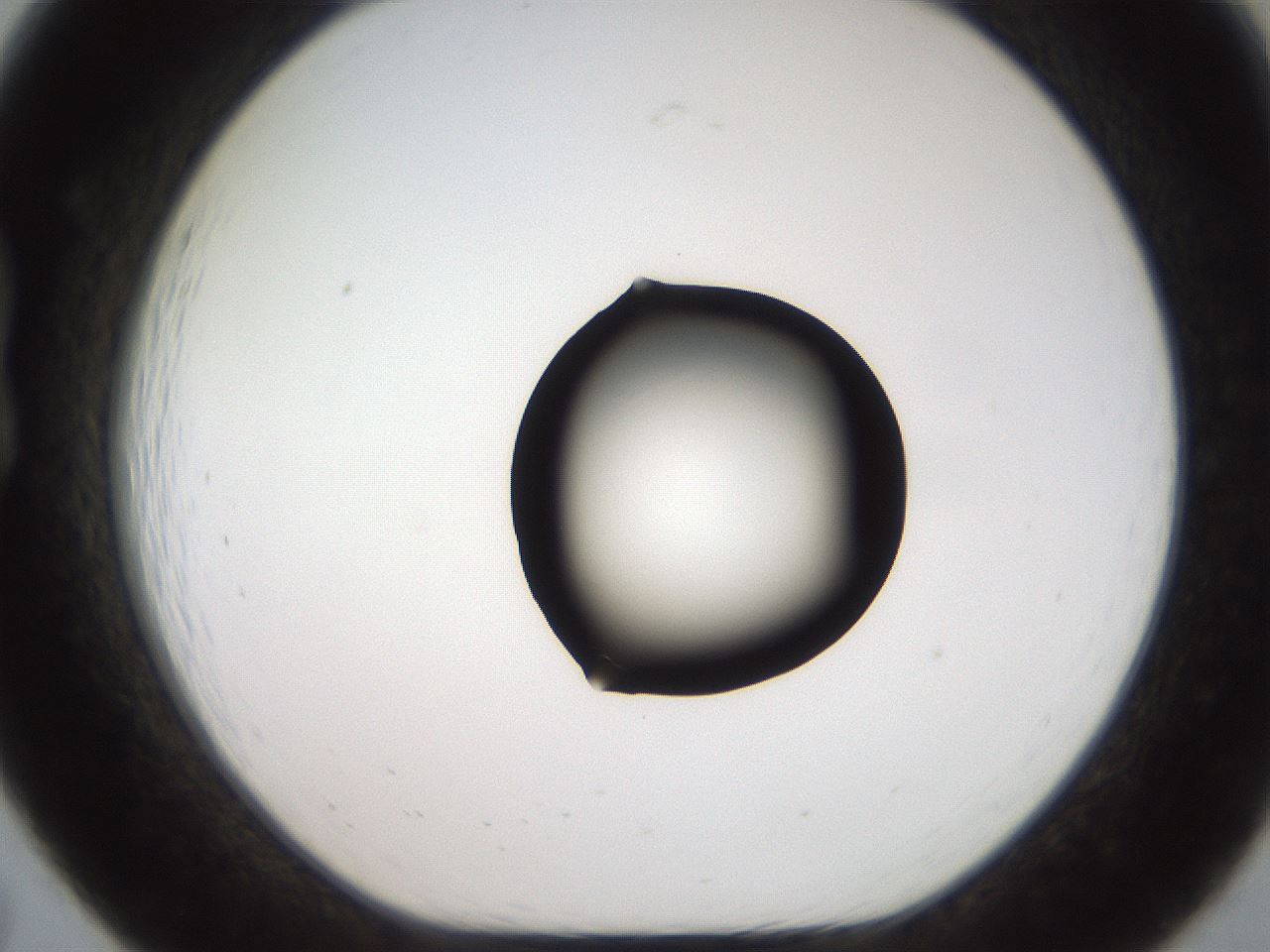 folderID555_plateID2555_batchID12621_wellNum19_profileID1_d1_r194827_ef.jpg