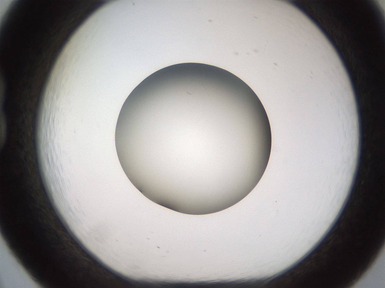 folderID555_plateID2555_batchID12621_wellNum20_profileID1_d1_r194829_ef.jpg