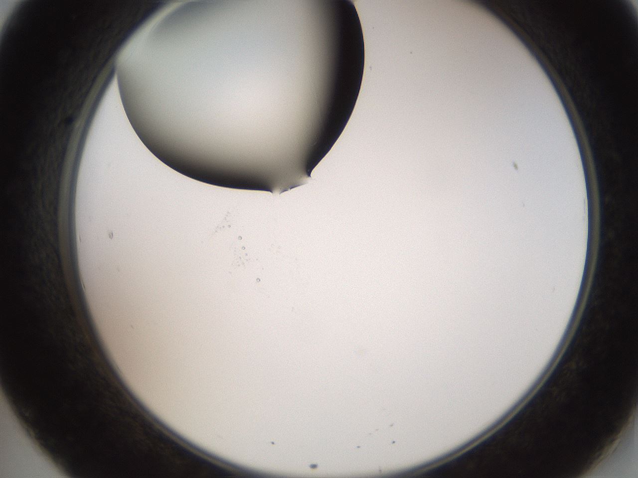 folderID555_plateID2555_batchID12621_wellNum20_profileID1_d2_r194830_ef.jpg