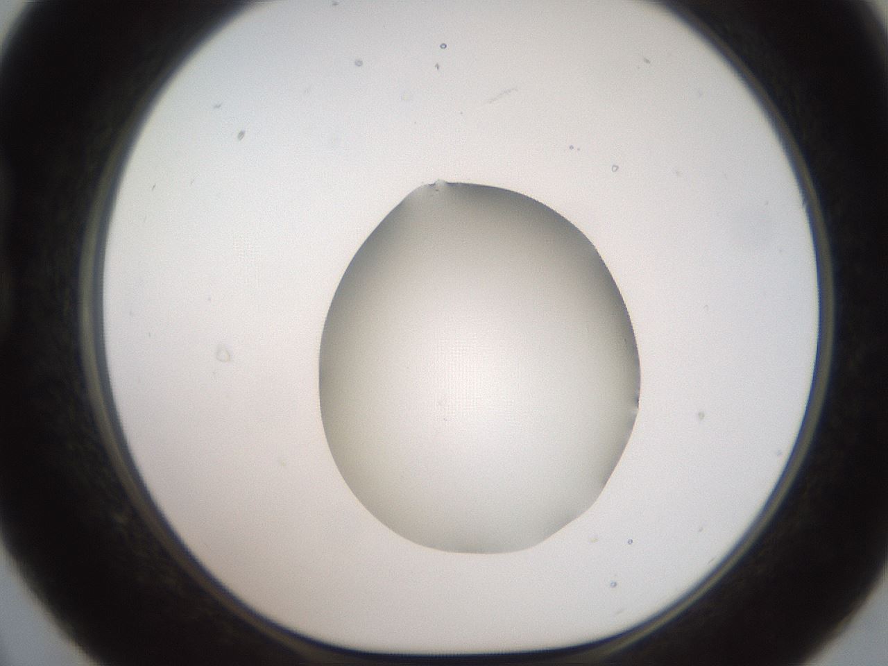 folderID555_plateID2555_batchID12621_wellNum21_profileID1_d1_r194831_ef.jpg