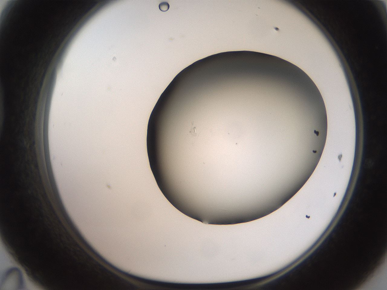 folderID555_plateID2555_batchID12621_wellNum47_profileID1_d1_r194883_ef.jpg