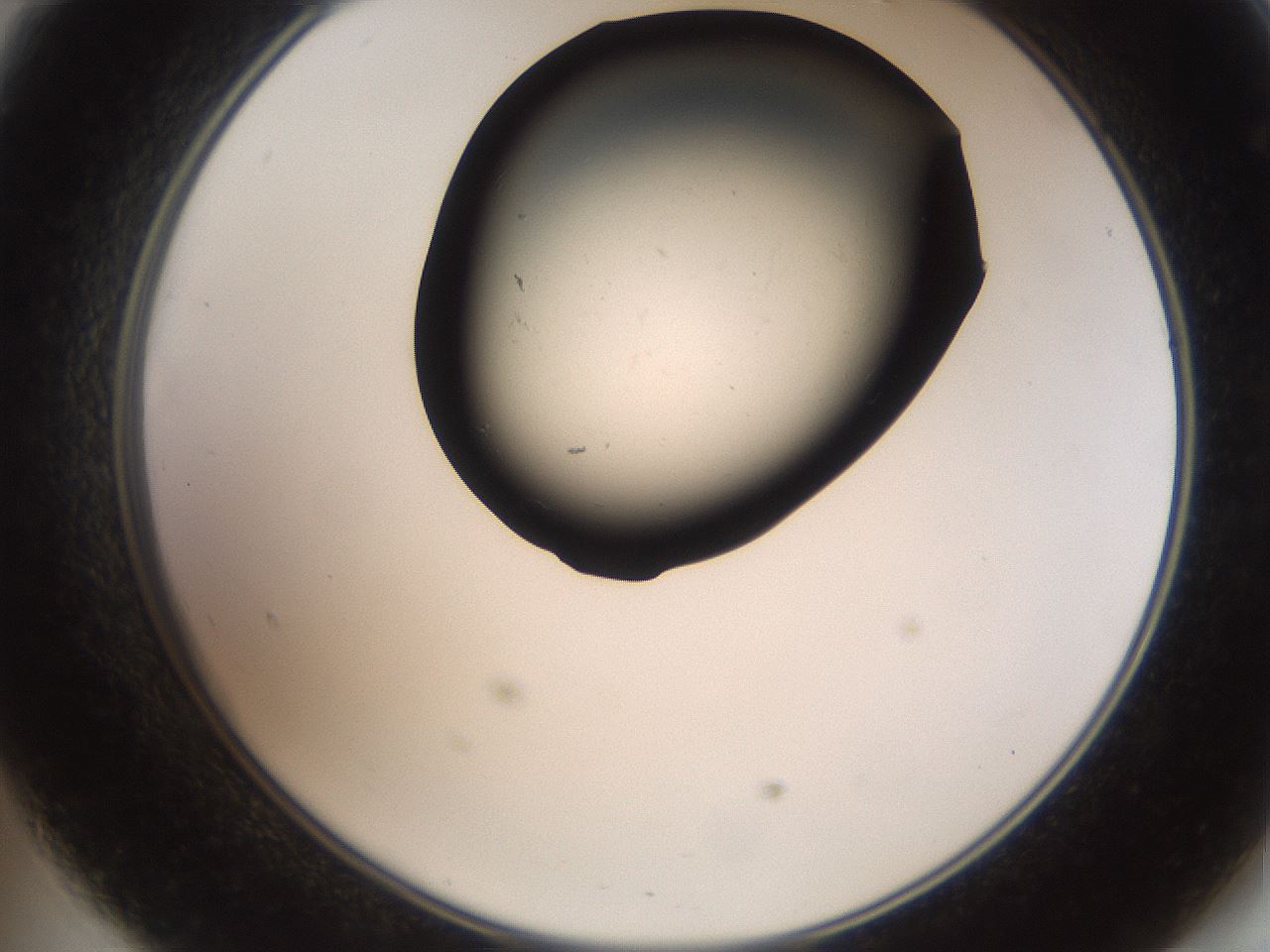 folderID555_plateID2555_batchID12621_wellNum47_profileID1_d2_r194884_ef.jpg