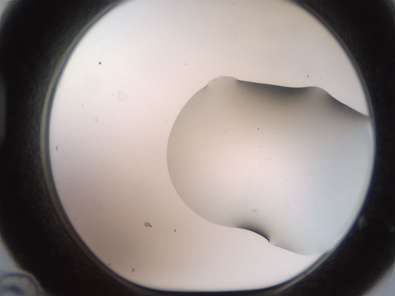 folderID555_plateID2555_batchID12621_wellNum48_profileID1_d1_r194885_ef.jpg