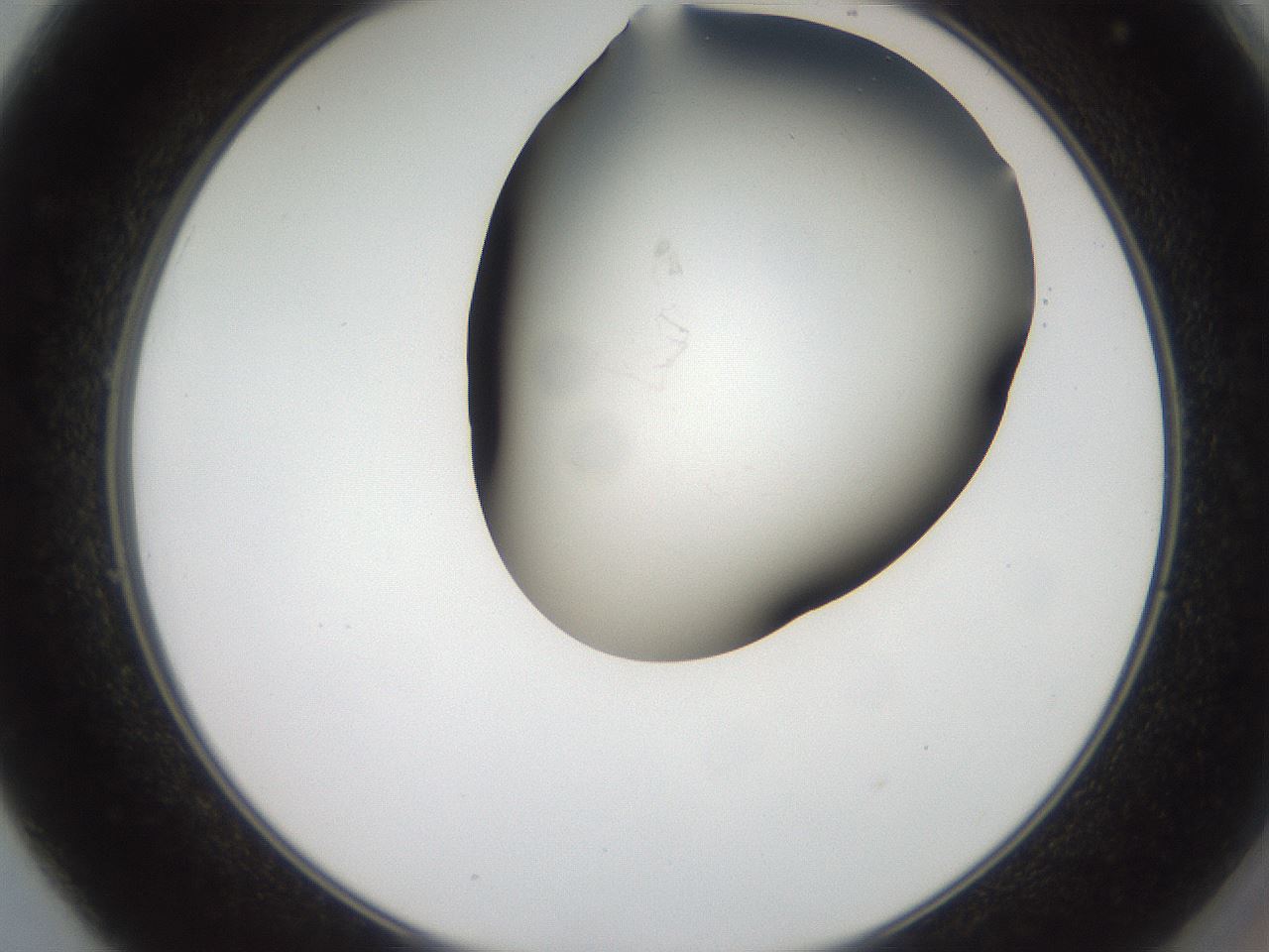 folderID555_plateID2555_batchID12621_wellNum49_profileID1_d2_r194888_ef.jpg