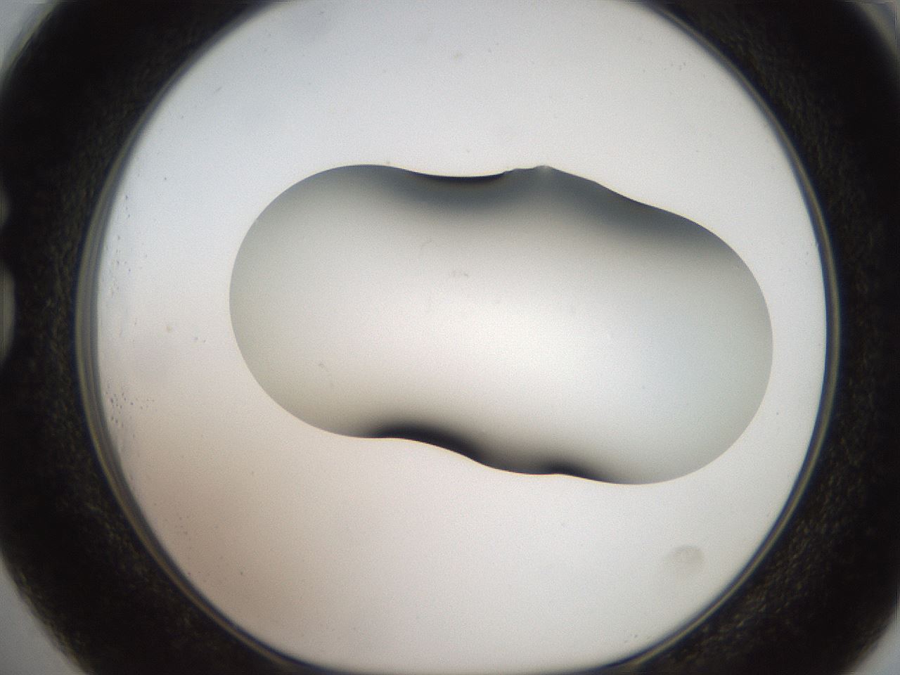 folderID555_plateID2555_batchID12621_wellNum73_profileID1_d1_r194935_ef.jpg