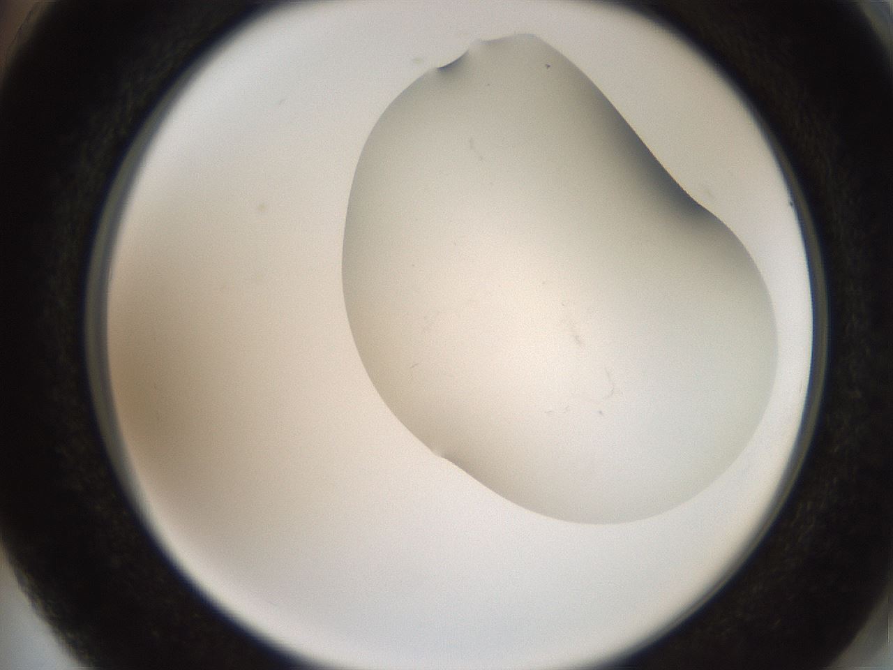 folderID555_plateID2555_batchID12621_wellNum74_profileID1_d2_r194938_ef.jpg