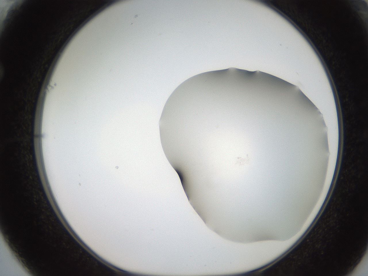 folderID555_plateID2555_batchID12621_wellNum61_profileID1_d1_r194911_ef.jpg