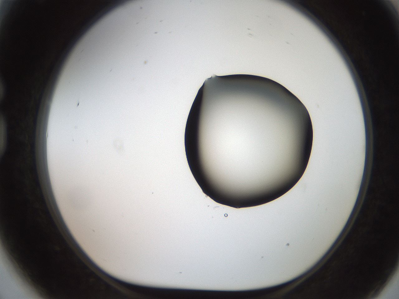 folderID555_plateID2555_batchID12621_wellNum81_profileID1_d1_r194951_ef.jpg