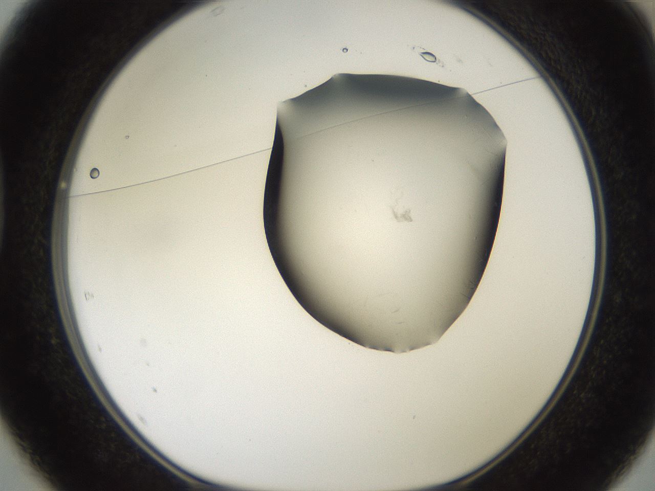 folderID561_plateID2561_batchID12867_wellNum37_profileID1_d1_r195729_ef.jpg