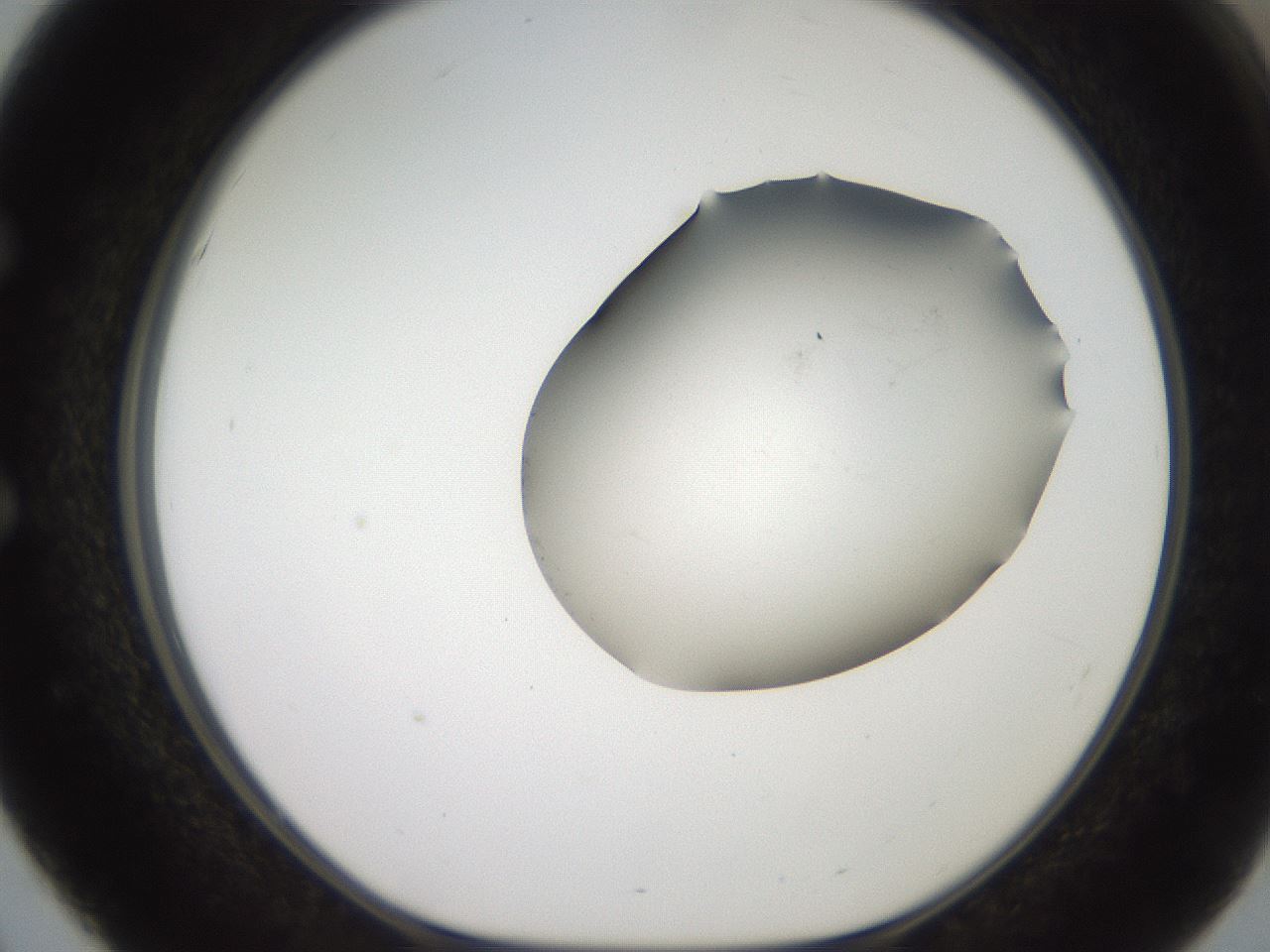 folderID561_plateID2561_batchID12867_wellNum51_profileID1_d1_r195757_ef.jpg