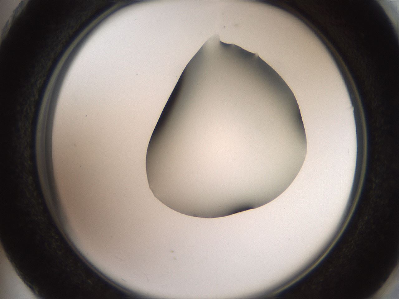 folderID561_plateID2561_batchID12867_wellNum73_profileID1_d2_r195802_ef.jpg